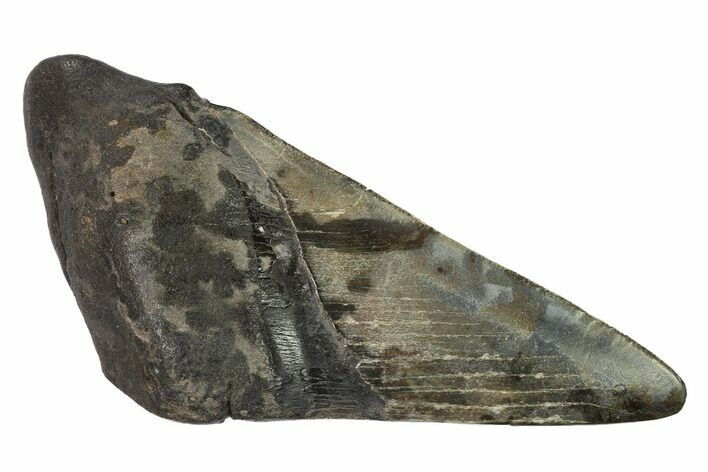 Partial, Fossil Megalodon Tooth Paper Weight #144431